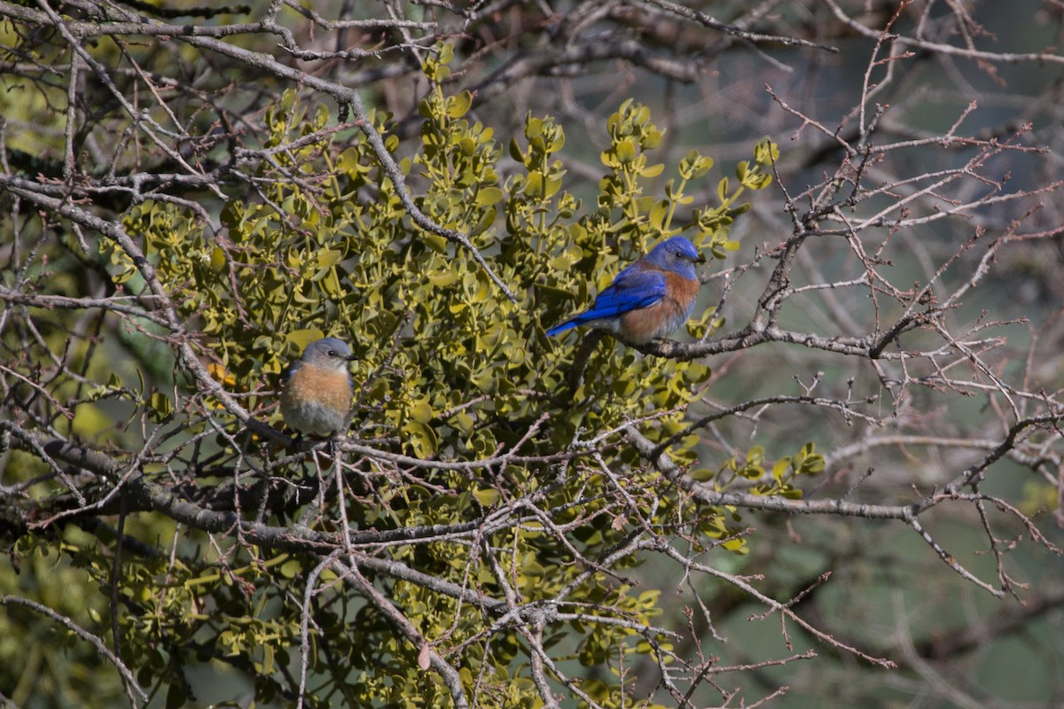 Western Bluebird - ML142153361
