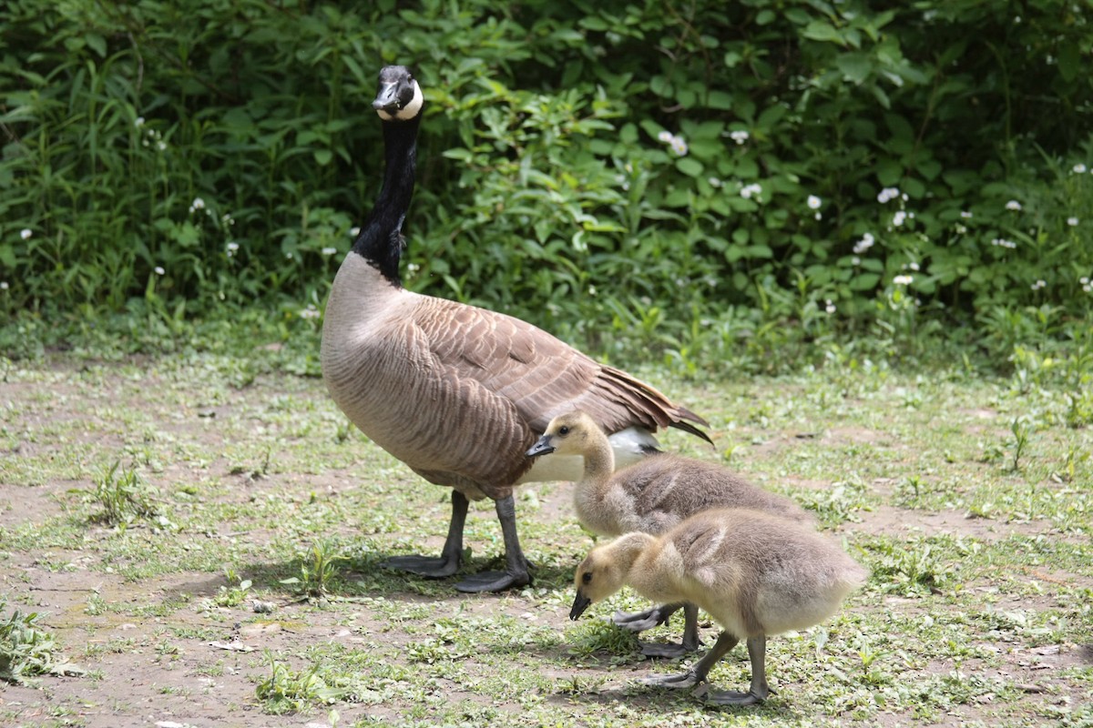 Canada Goose - ML142153471
