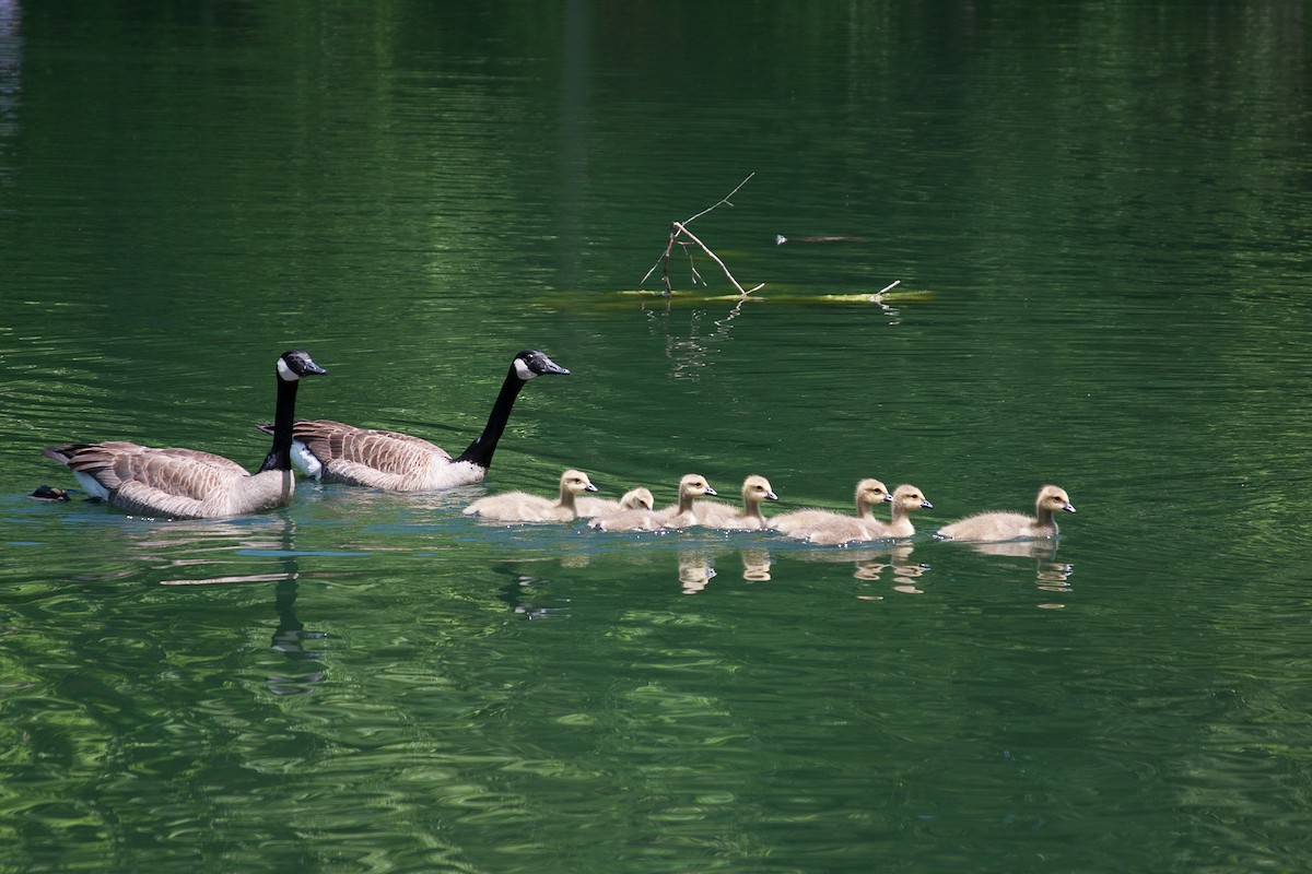 Canada Goose - ML142153621
