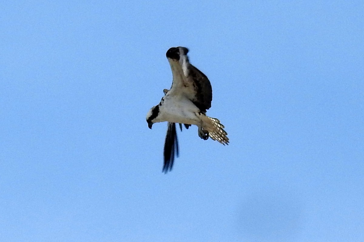 Osprey - ML142155981