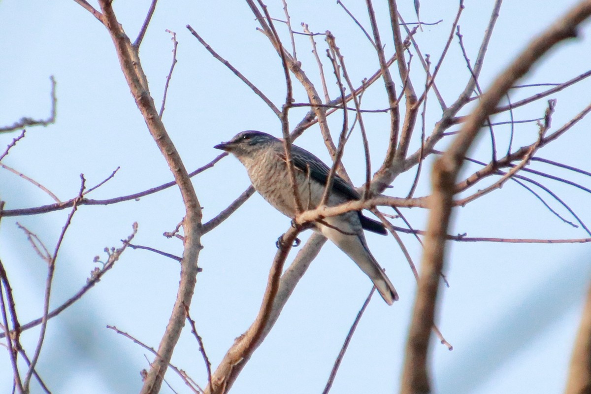 Black-headed Cuckooshrike - ML142159601