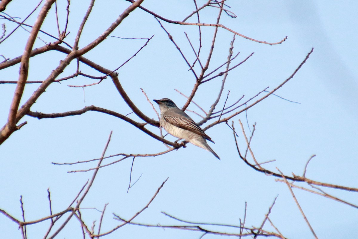 Black-headed Cuckooshrike - ML142159621