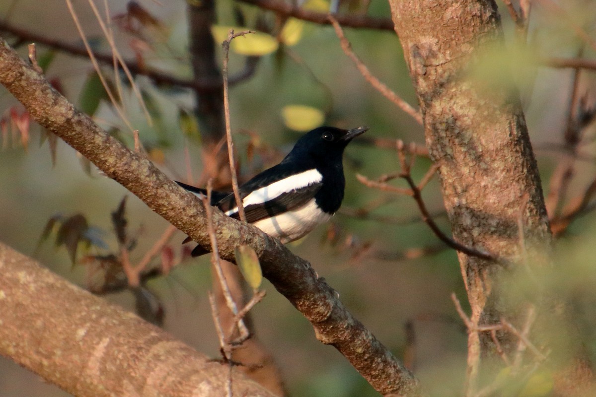 Oriental Magpie-Robin - Arun Kumar T S