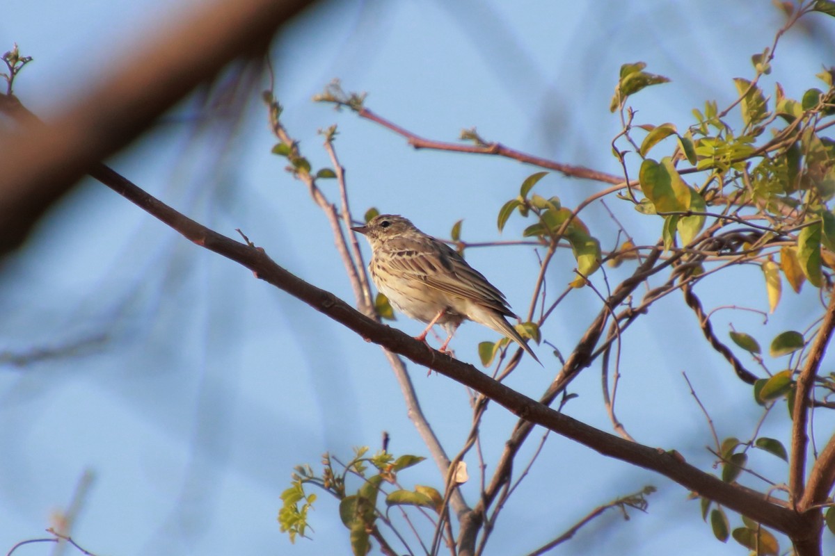 Tree Pipit - ML142160051