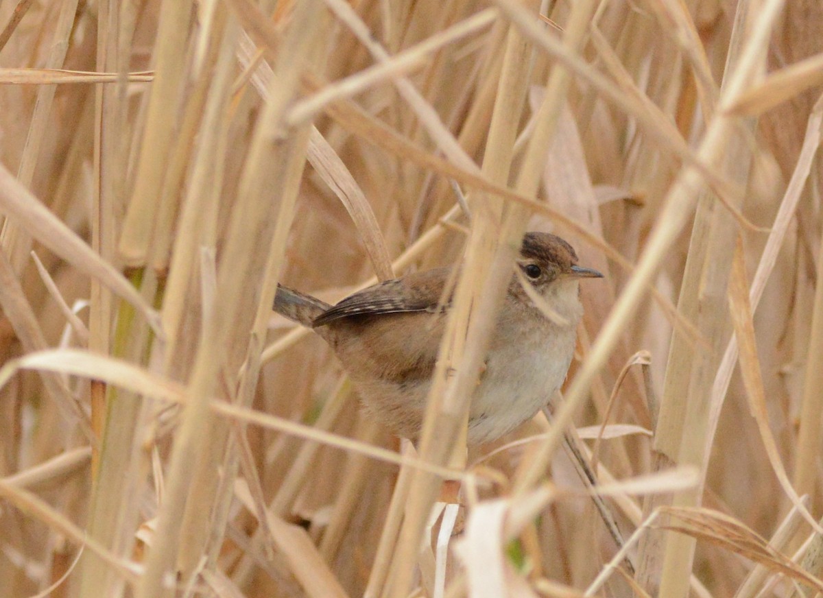 Marsh Wren - ML142160641