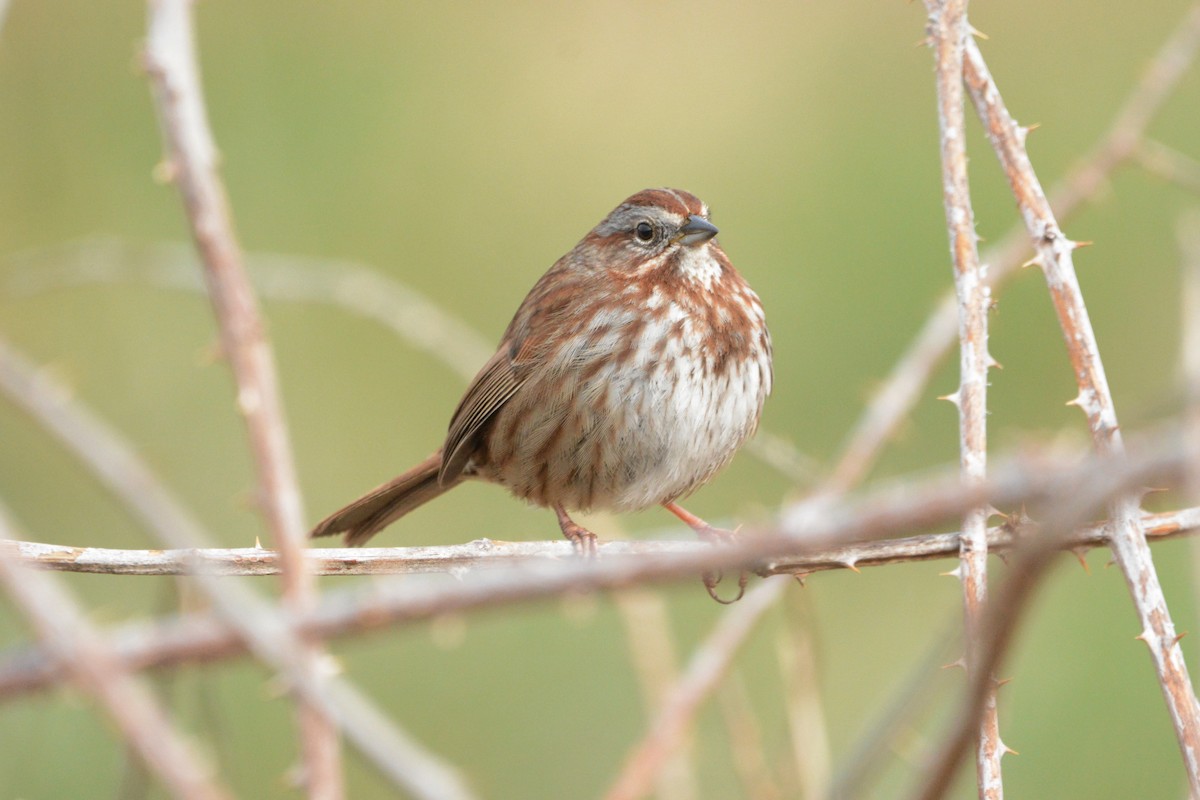 Song Sparrow - ML142160701