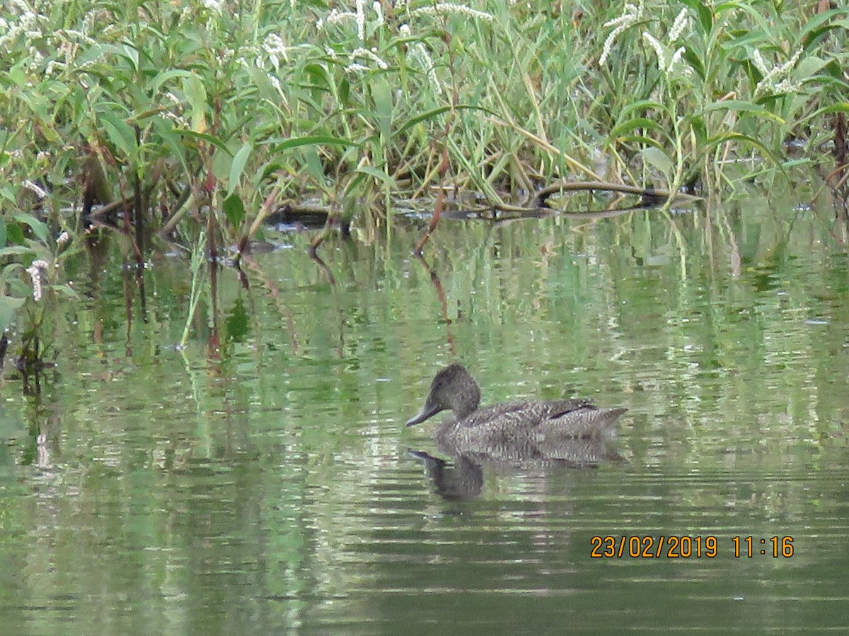 Freckled Duck - ML142161021