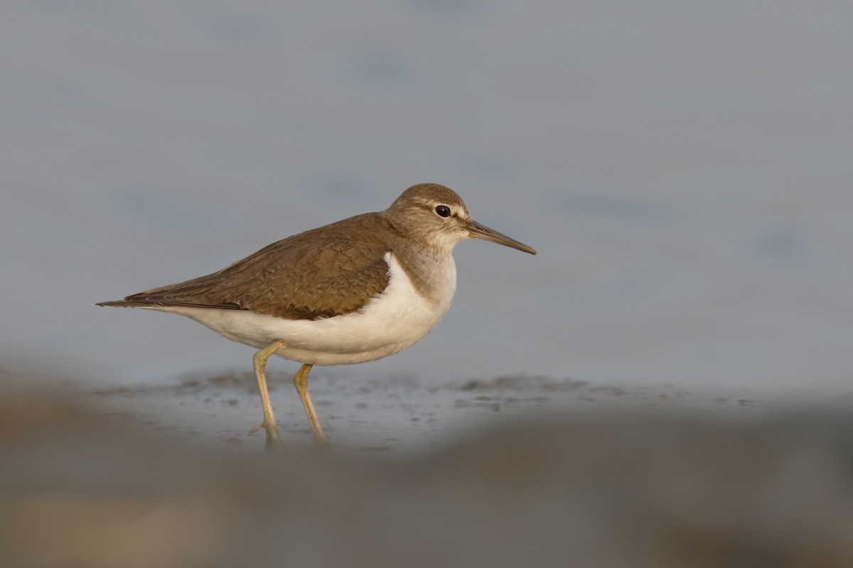 Common Sandpiper - ML142161521