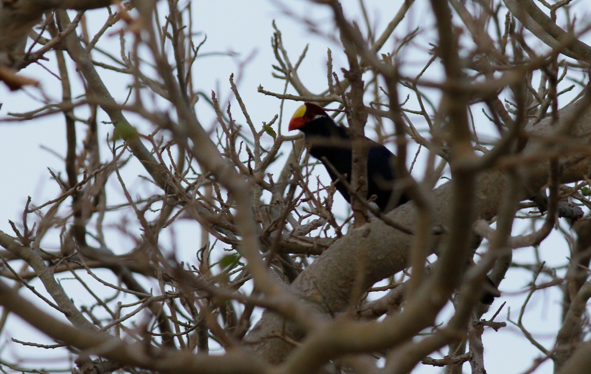 Turaco Violáceo - ML142162101