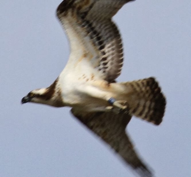 Águila Pescadora (haliaetus) - ML142162151