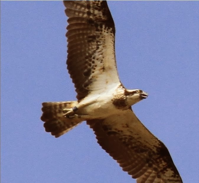 Arrano arrantzalea (haliaetus) - ML142162181