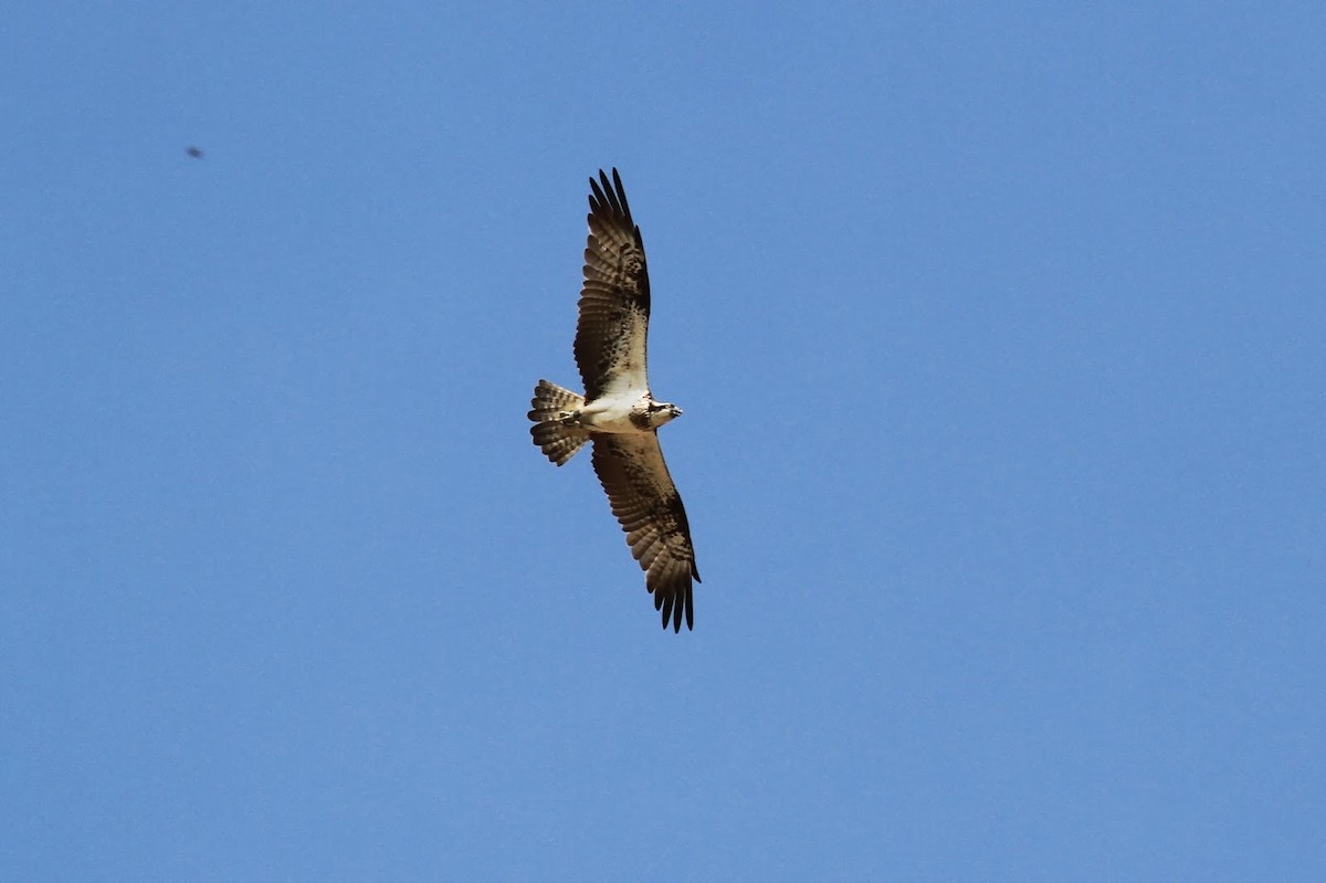 Balbuzard pêcheur (haliaetus) - ML142162281