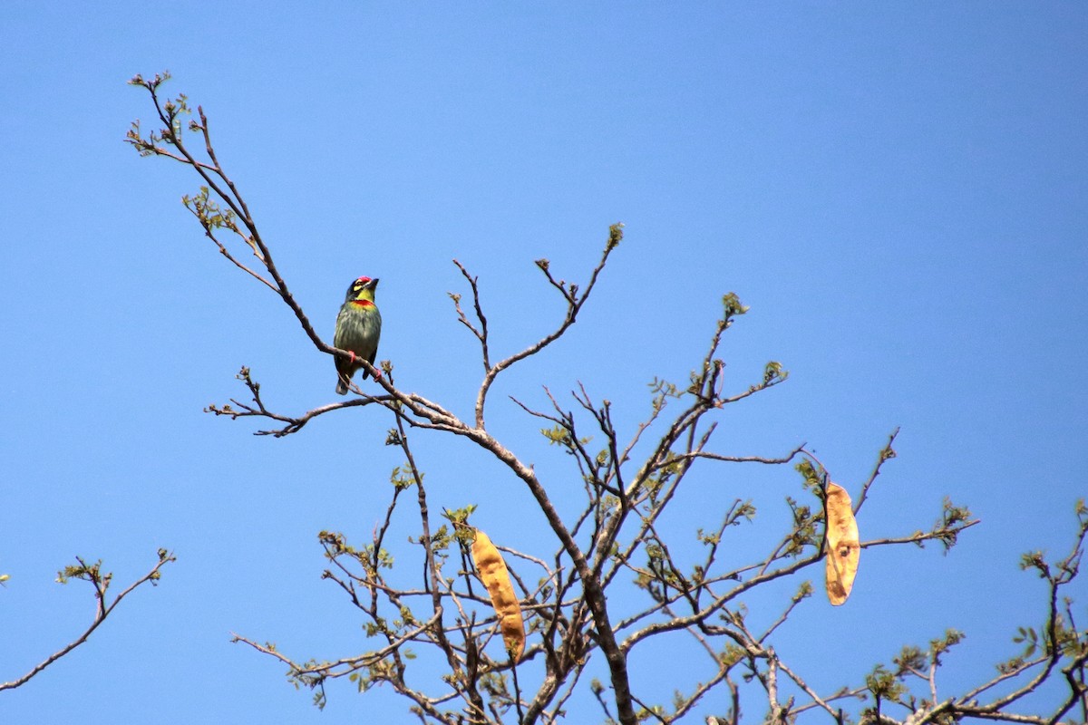 Coppersmith Barbet - Arun Kumar T S