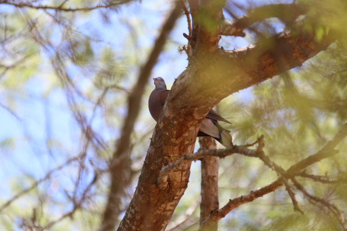 Malagasy Turtle-Dove - ML142162631