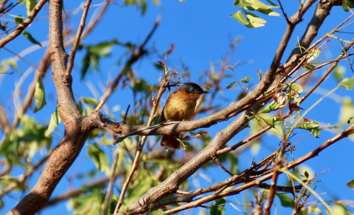 Malagasy Paradise-Flycatcher (Malagasy) - ML142162641