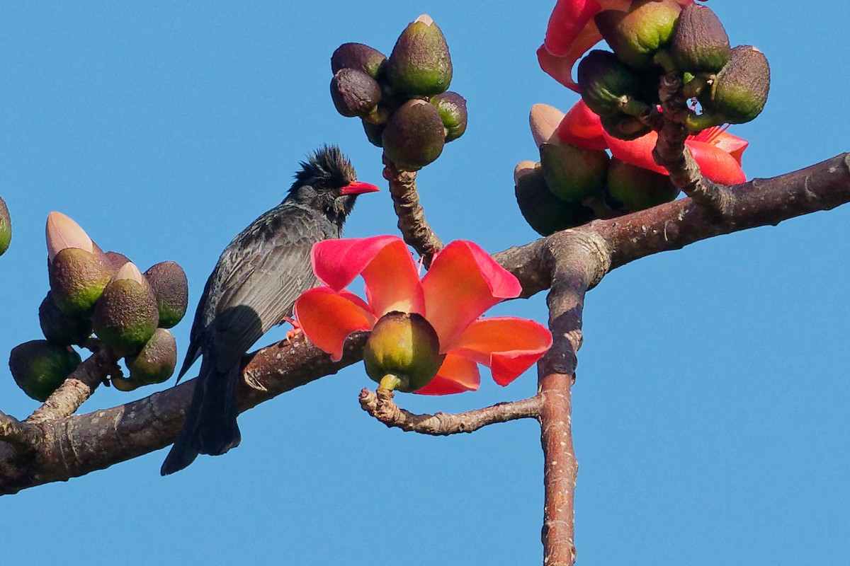 Bulbul Negro (sinensis/ambiens) - ML142163611