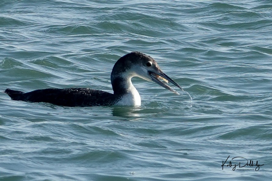 Plongeon huard - ML142163921