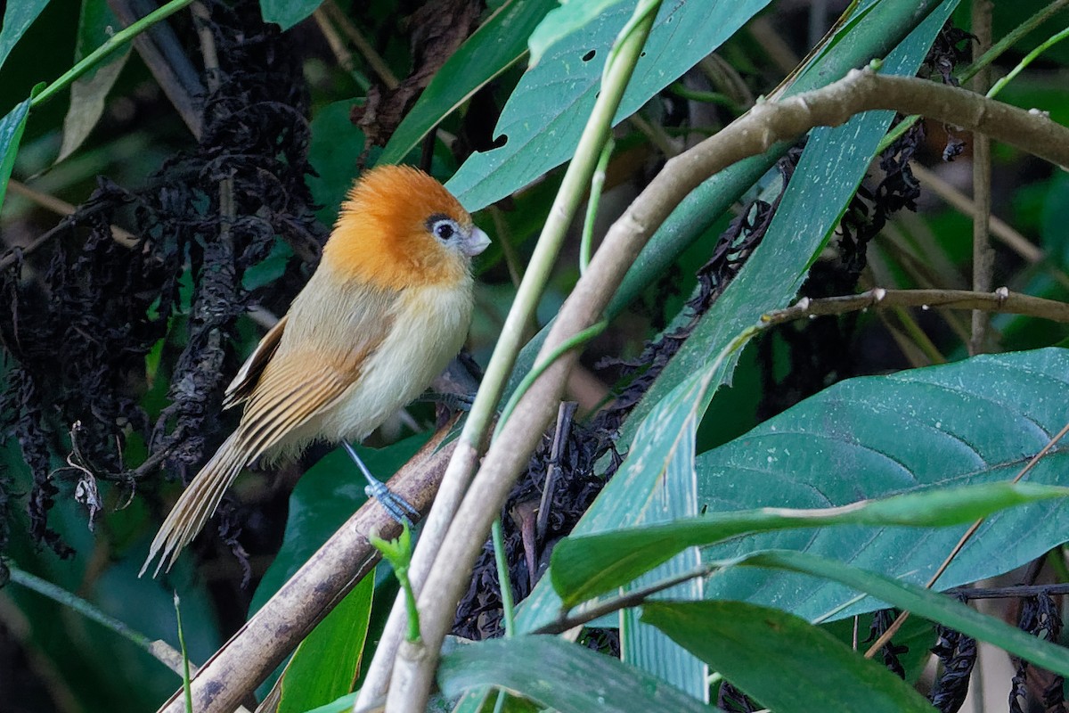 Pale-billed Parrotbill - ML142165661