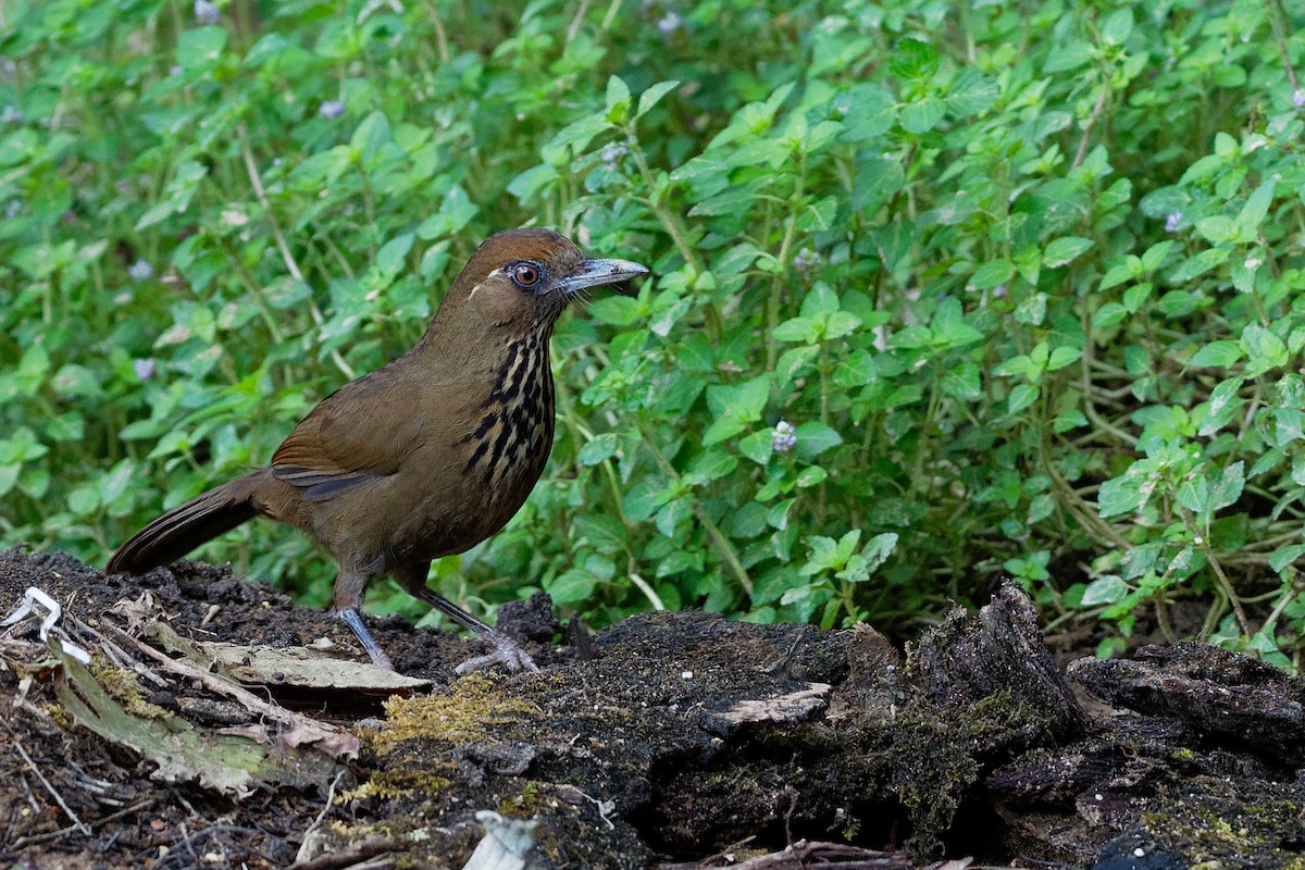 Spot-breasted Laughingthrush - Vincent Wang