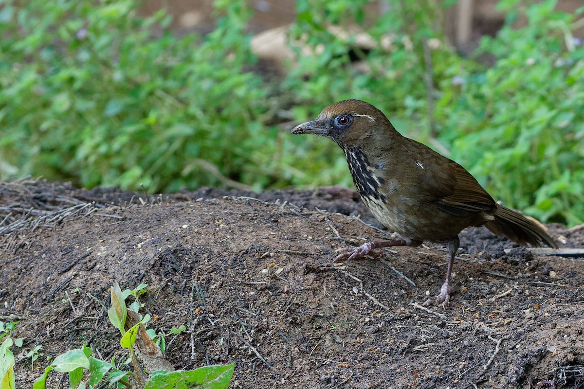 Spot-breasted Laughingthrush - Vincent Wang