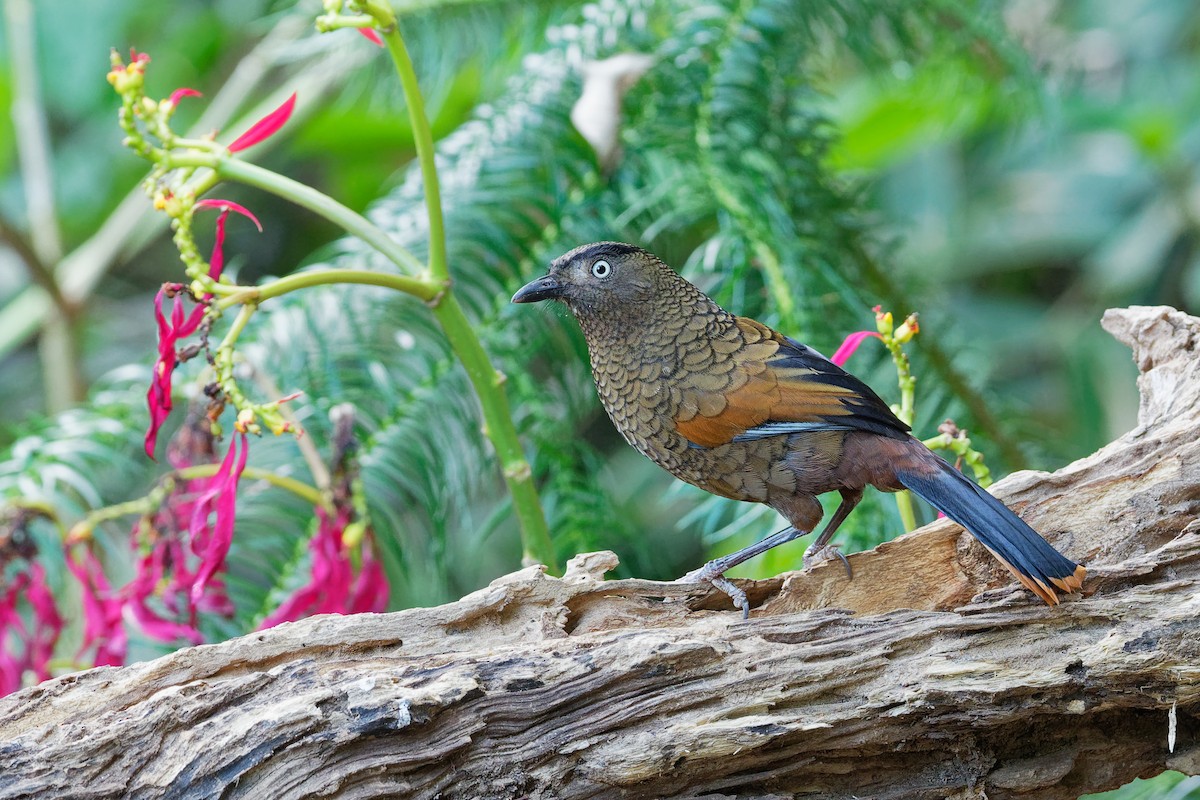 Blue-winged Laughingthrush - ML142165941