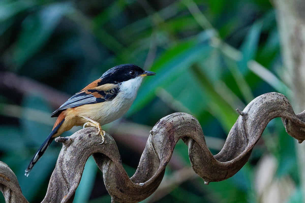 Rufous-backed Sibia - Vincent Wang