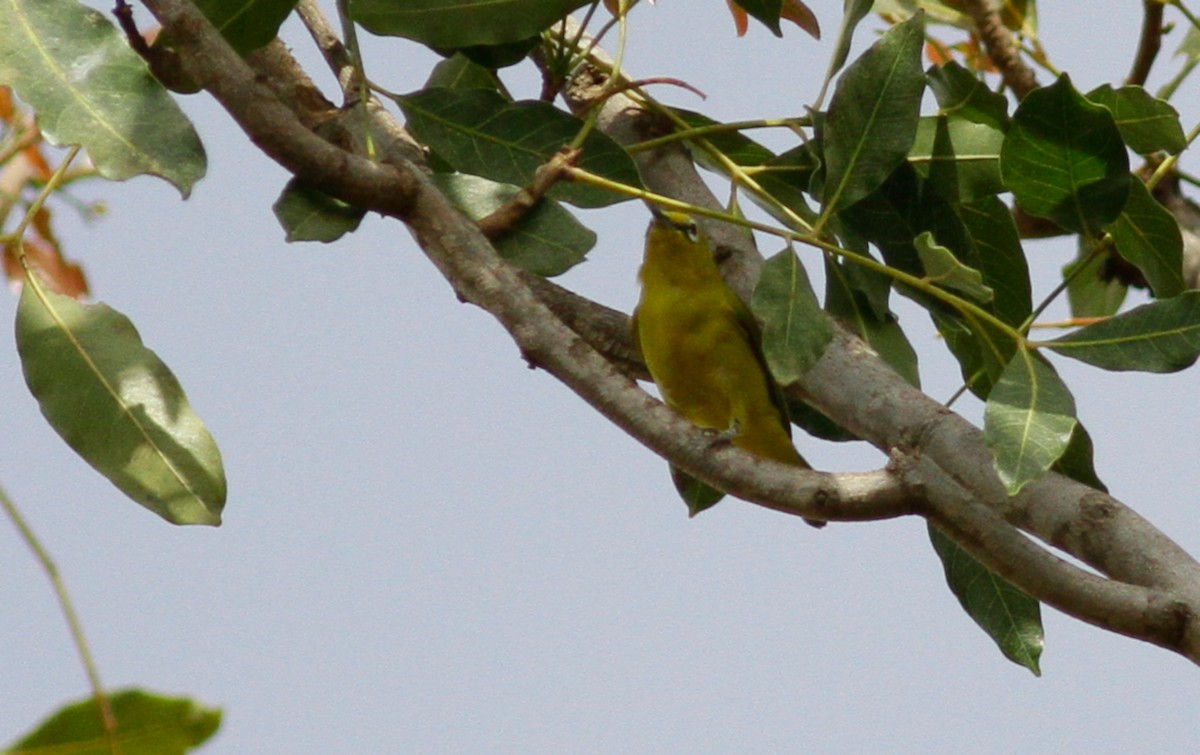 Northern Yellow White-eye (senegalensis/demeryi) - ML142167071