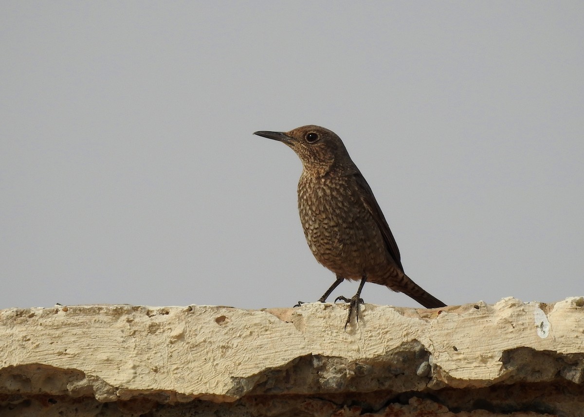 Blue Rock-Thrush - ML142167271