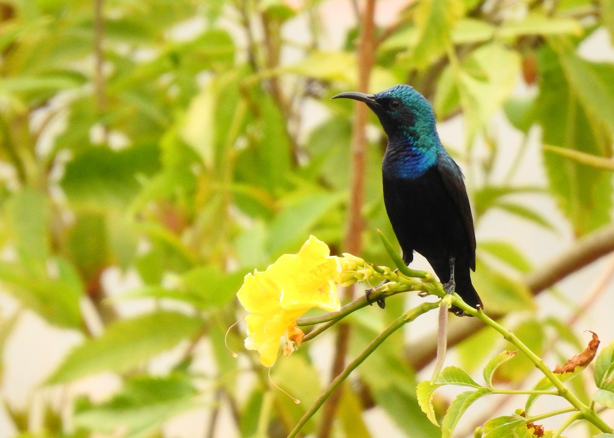 Purple Sunbird - ML142167281