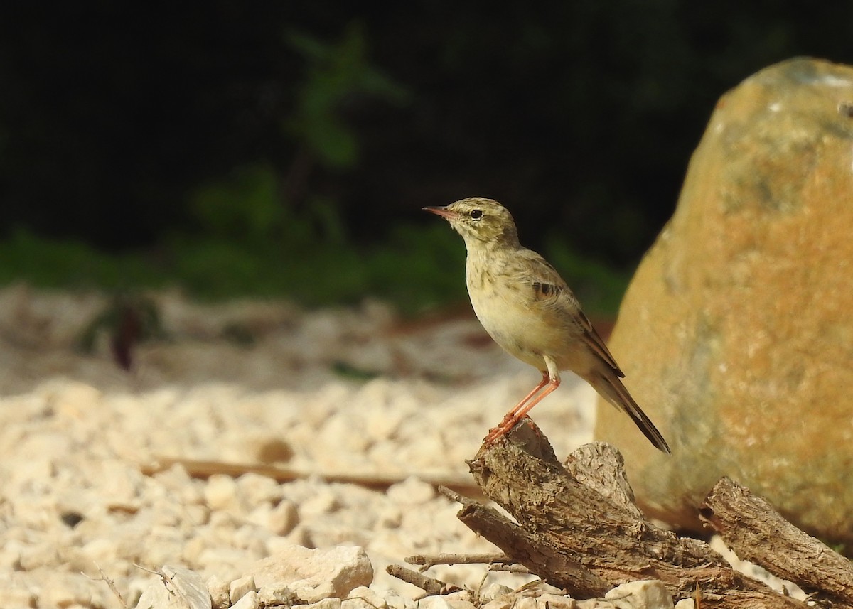 Tawny Pipit - ML142167291