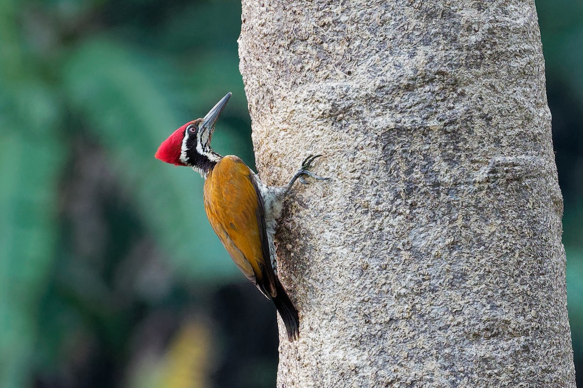 Greater Flameback - ML142167681