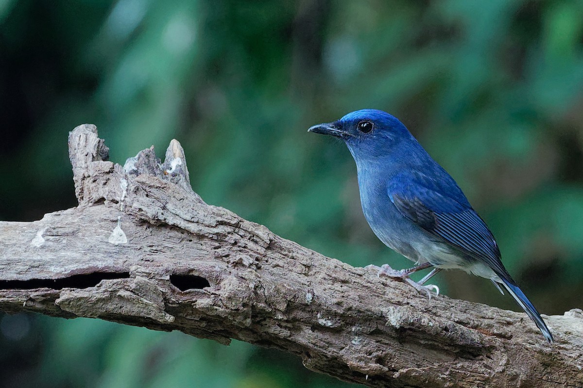 White-tailed Flycatcher - Vincent Wang