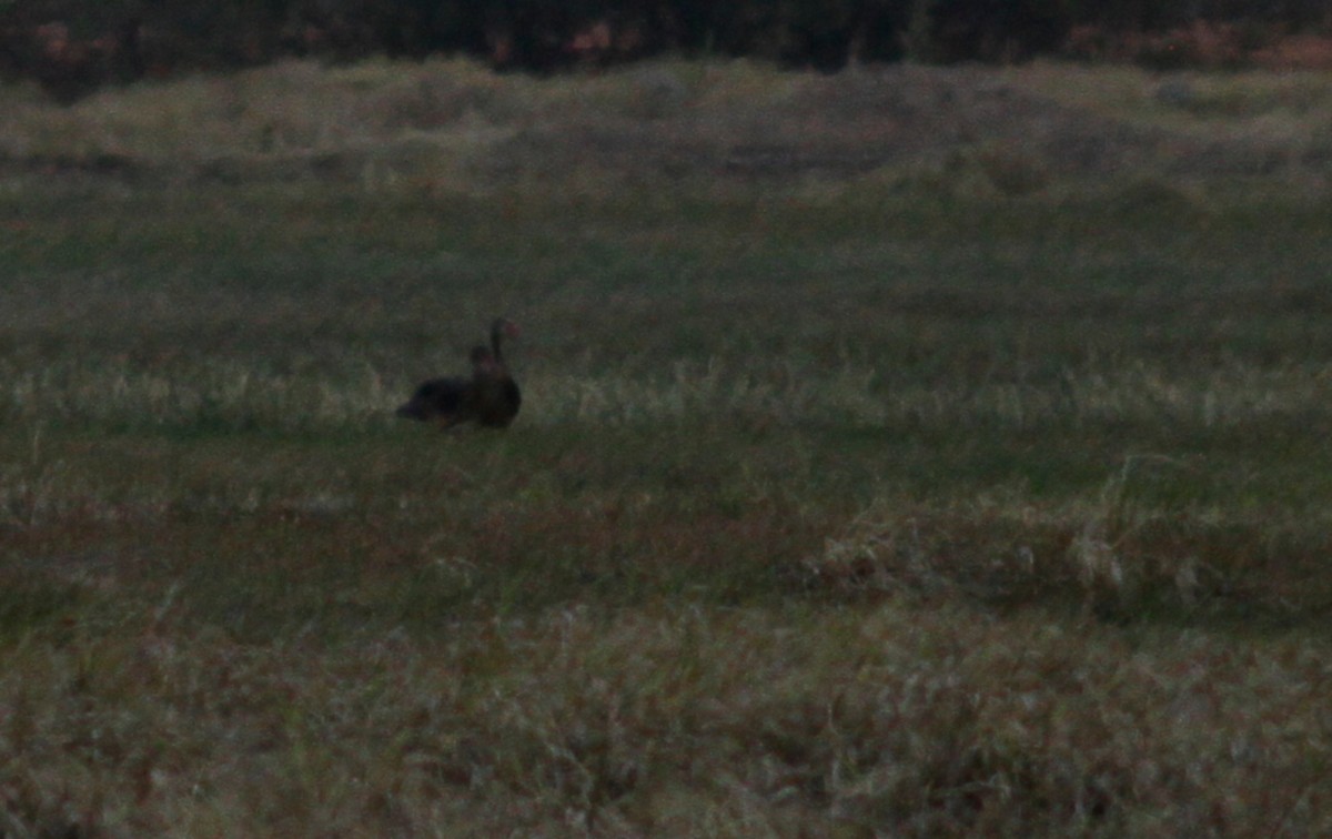 Spur-winged Goose (Northern) - ML142168731