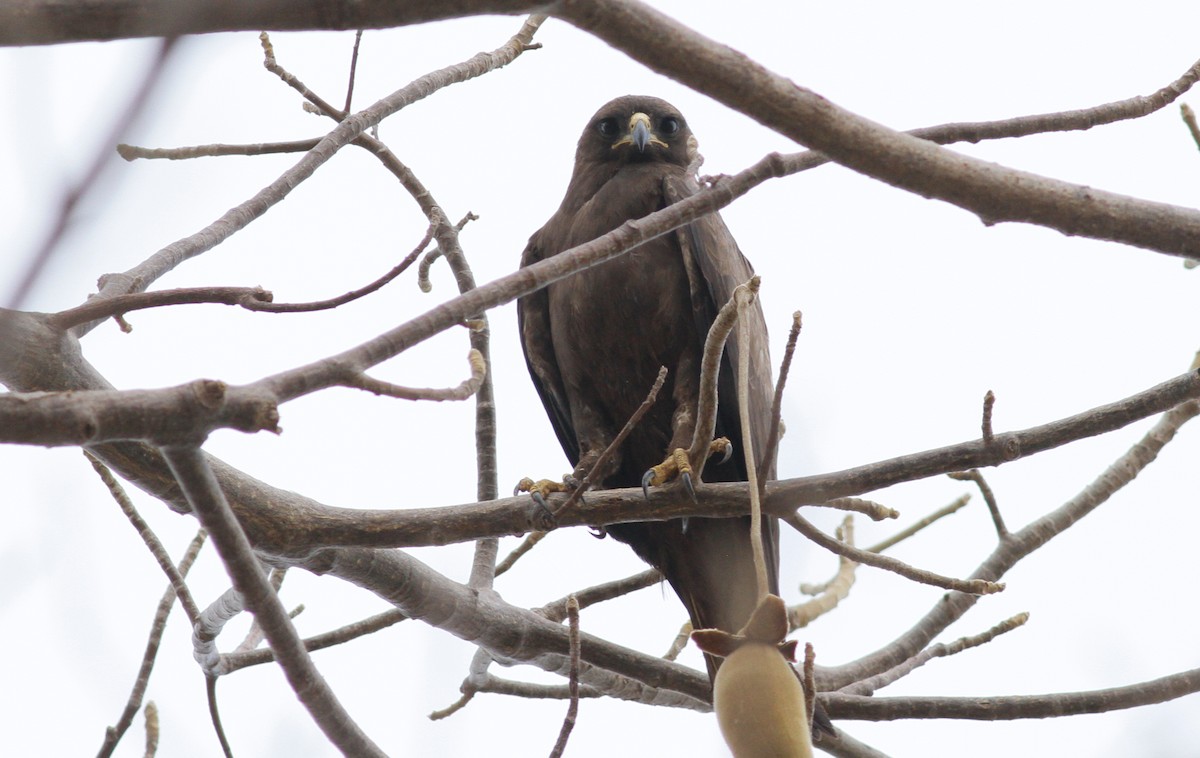 Wahlberg's Eagle - ML142168751