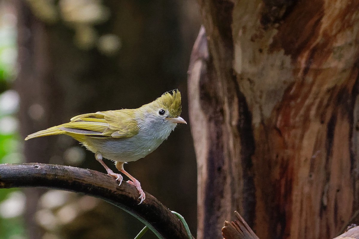 White-bellied Erpornis - ML142168791