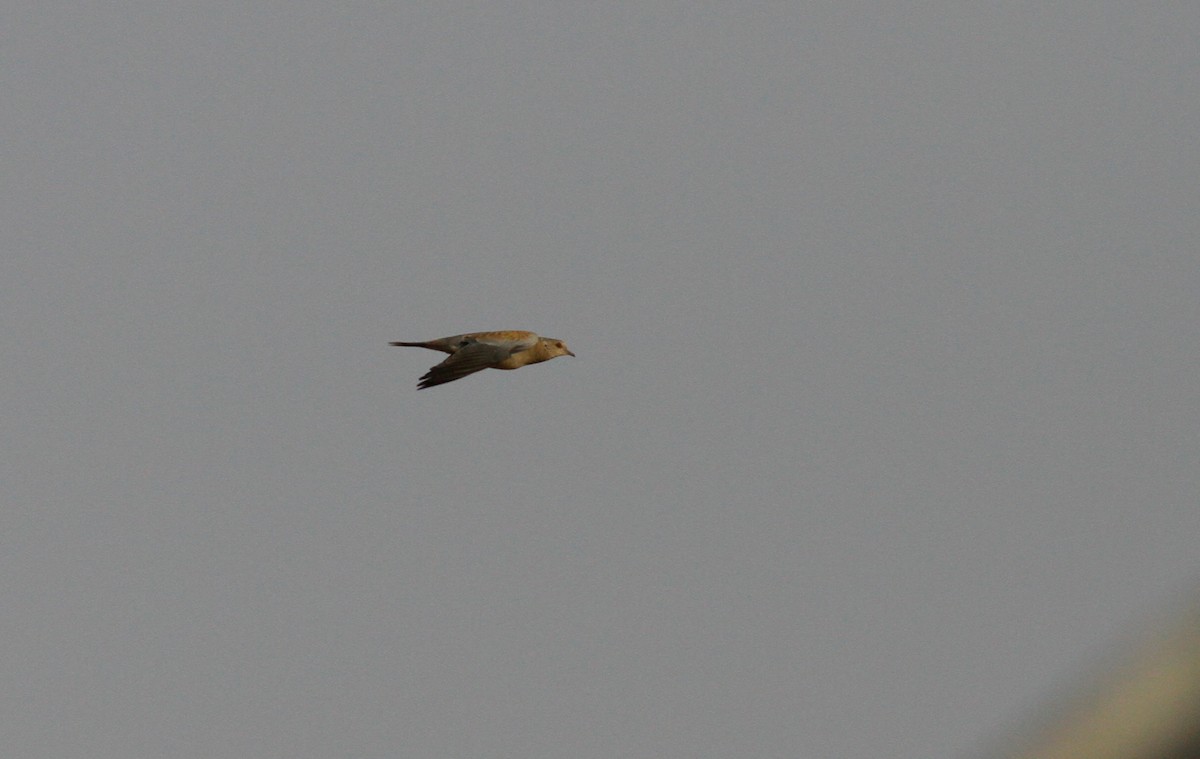 European Turtle-Dove - ML142168841