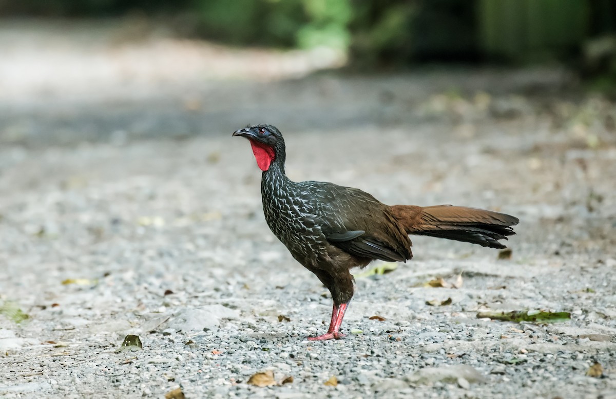 Cauca Guan - ML142168971