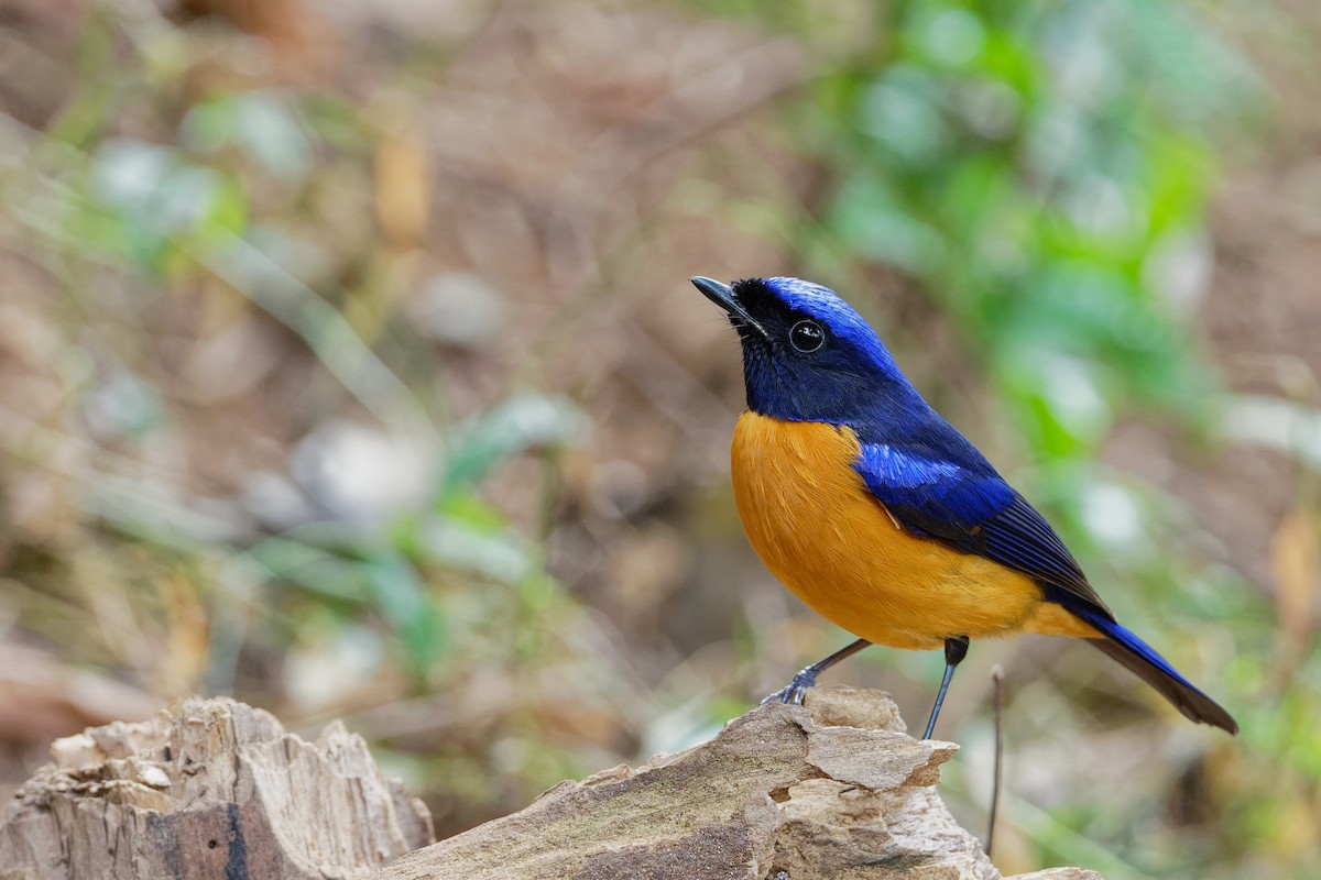 Rufous-bellied Niltava - Vincent Wang