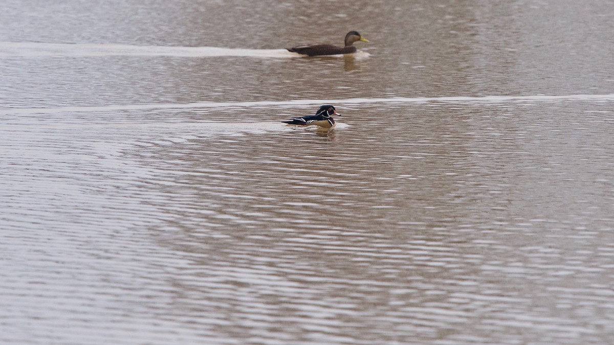 Wood Duck - ML142169581