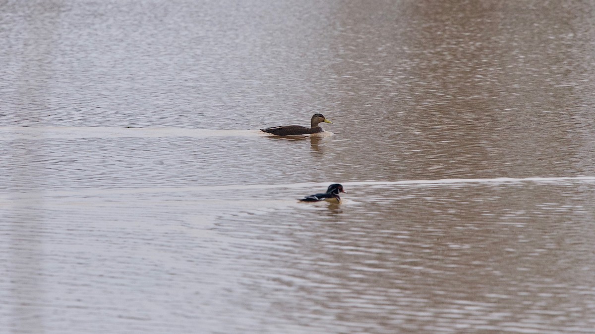 American Black Duck - ML142169591