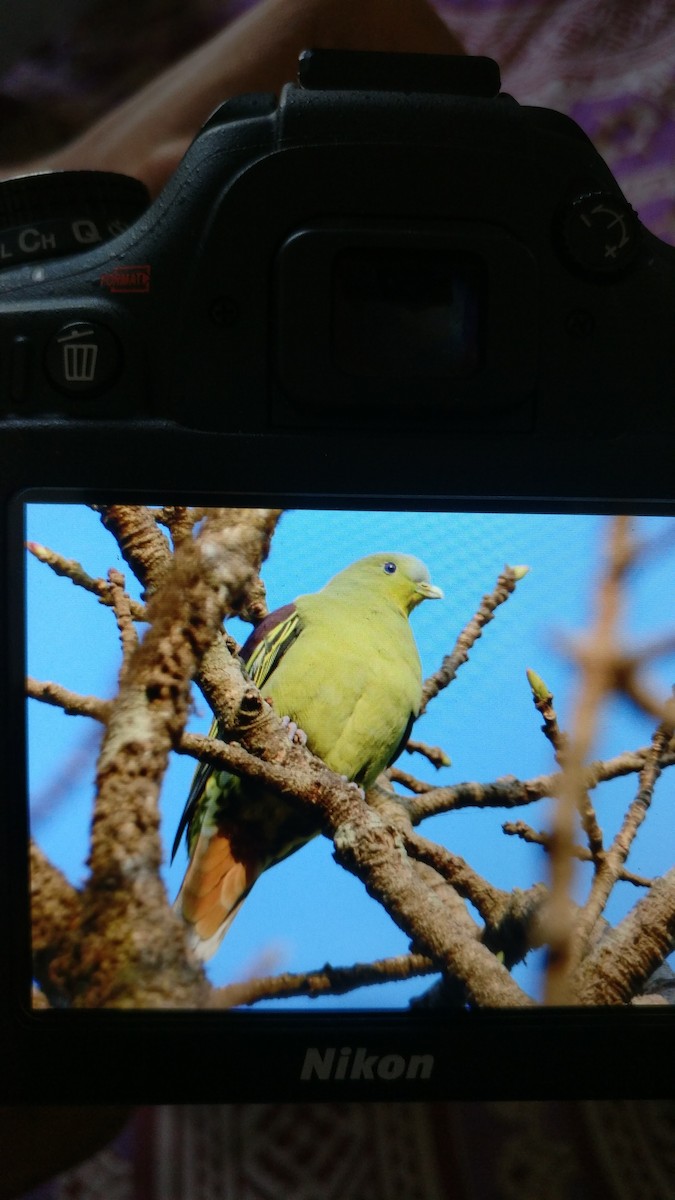 Gray-fronted Green-Pigeon - ML142169801