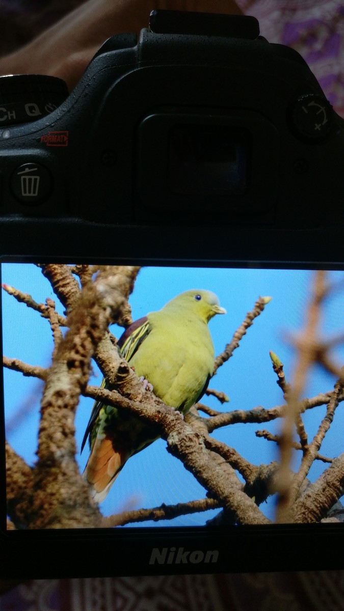 Gray-fronted Green-Pigeon - ML142169811