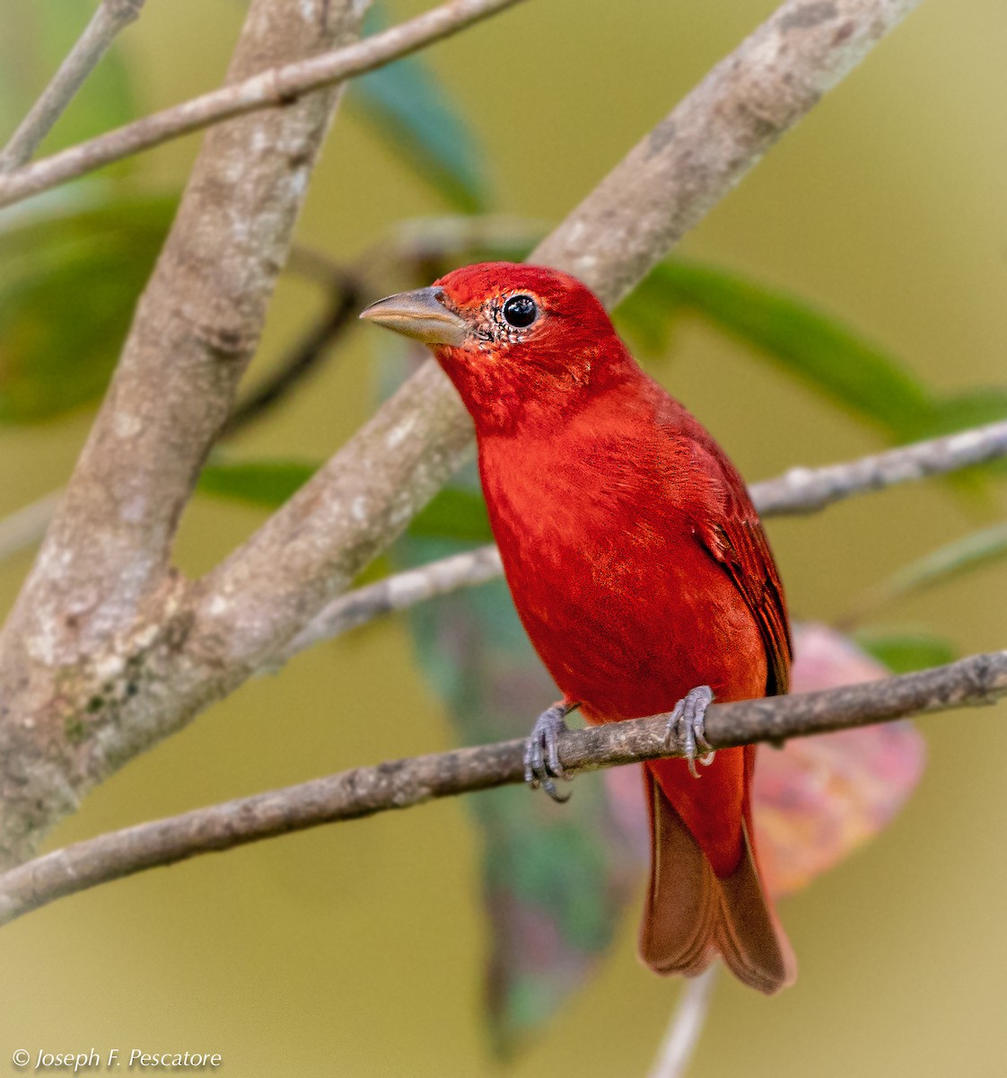 Summer Tanager - ML142172091