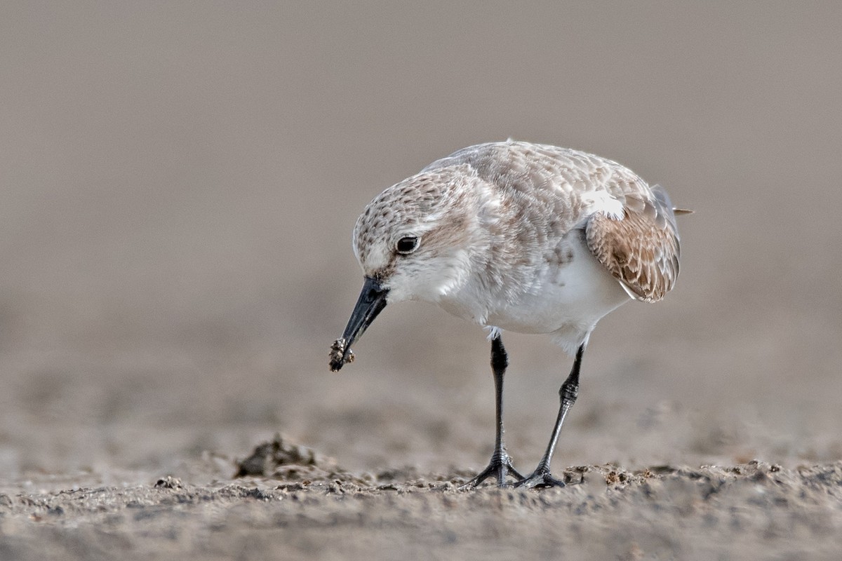 Red-necked Stint - ML142172721