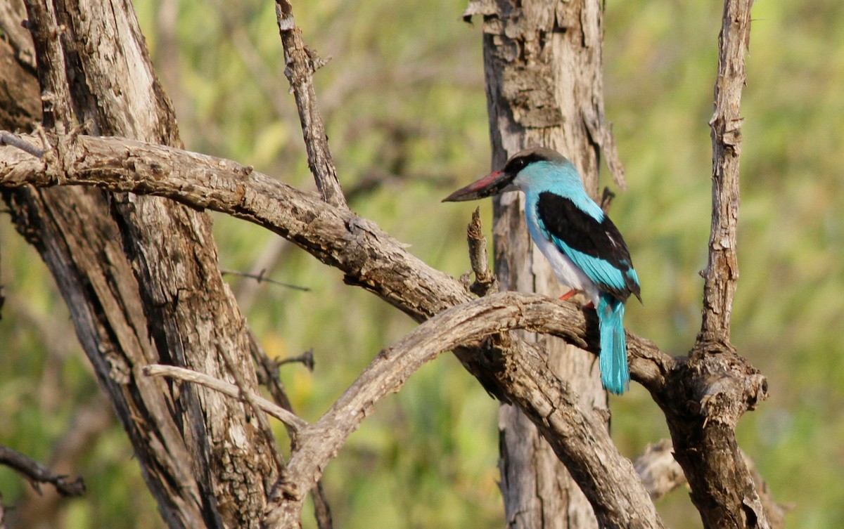 Blue-breasted Kingfisher - ML142173641