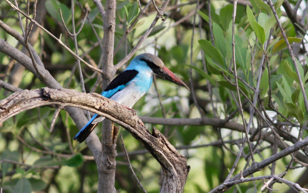 Blue-breasted Kingfisher - ML142173671