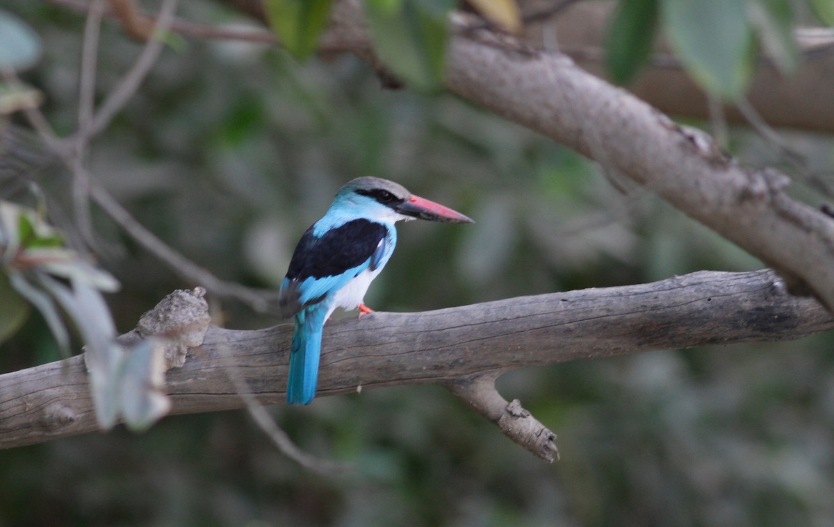 Blue-breasted Kingfisher - ML142173691