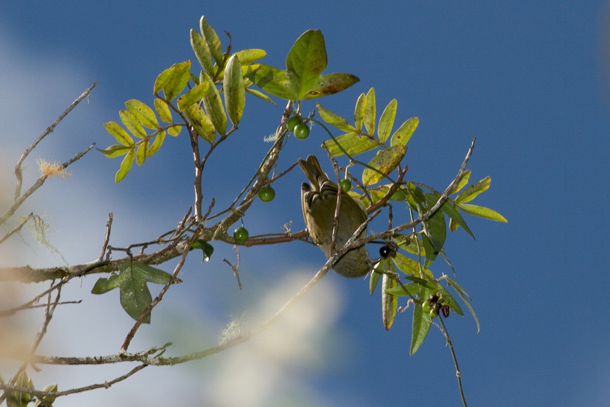 Oahu-Amakihikleidervogel - ML142174261