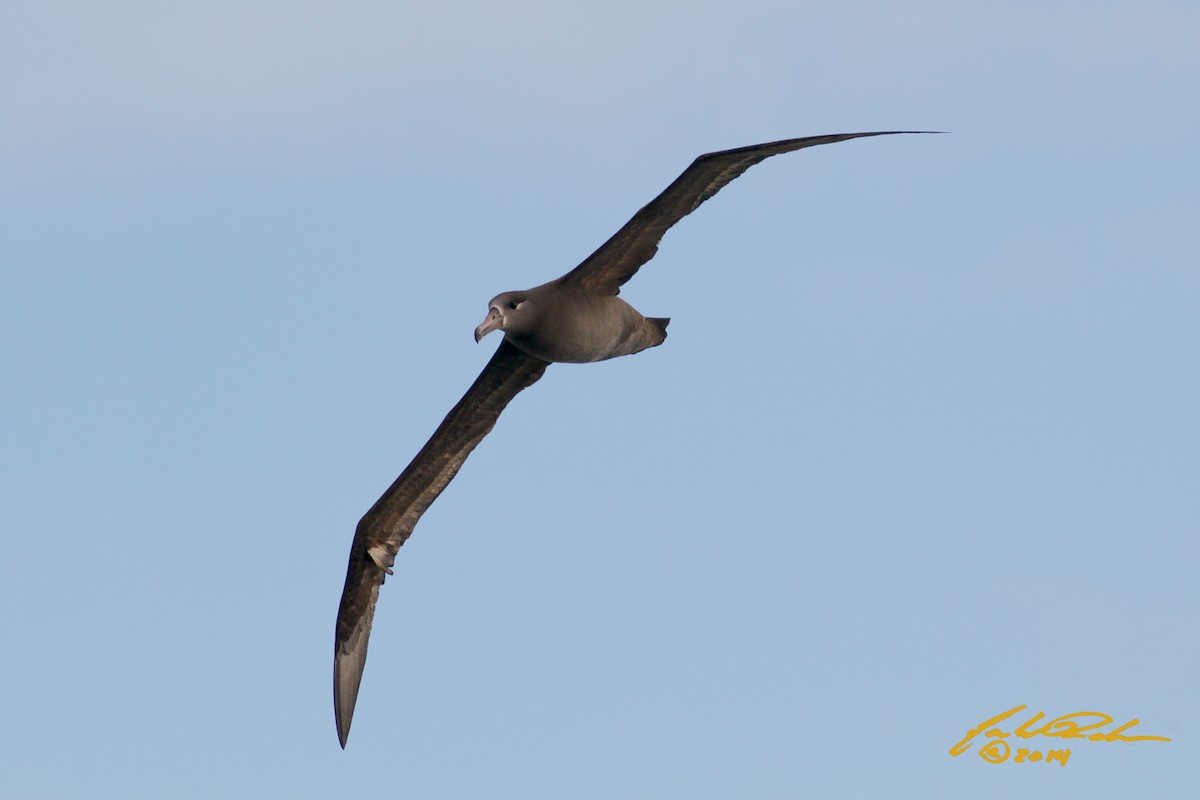 Albatros à pieds noirs - ML142174311