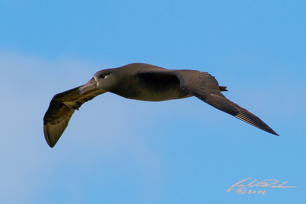 albatros černonohý - ML142174321